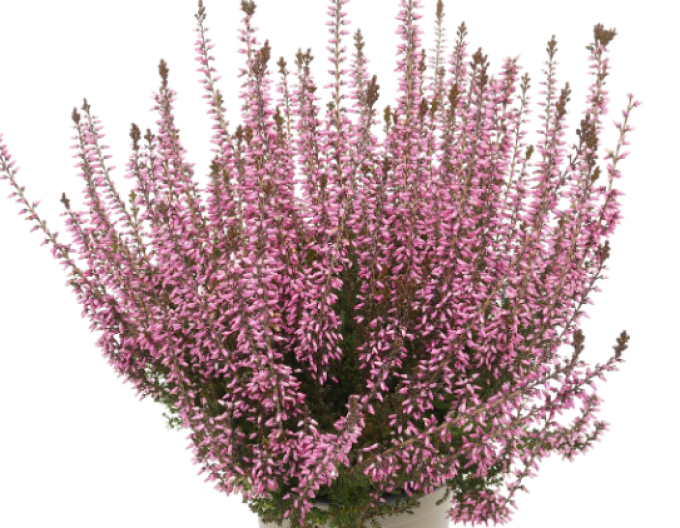 Calluna vulgaris ´Romy´
