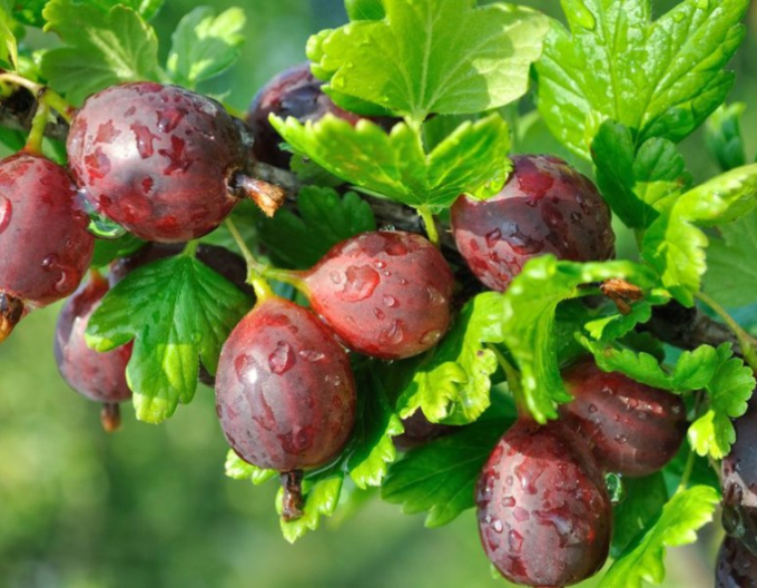 Agriș ´Niesluchowski´ puiet, 2l