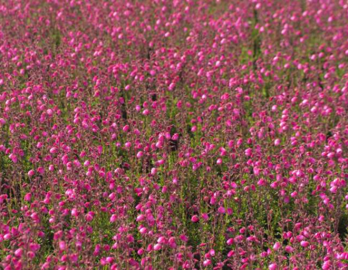 Daboecia cantabrica ´Andrea´