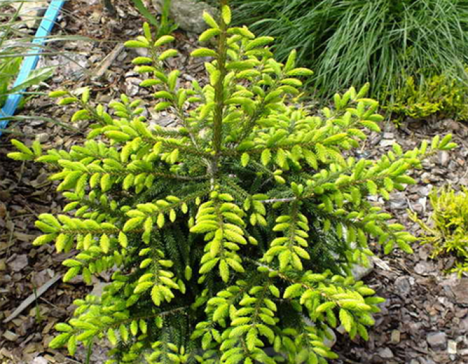 Molid de est ´Golden Start´