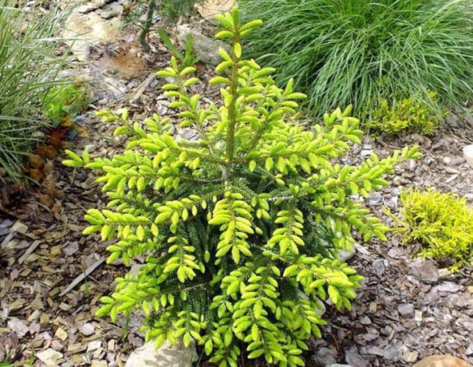 Molid de est ´Golden Start´