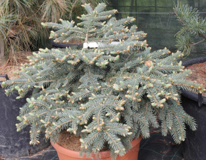 molid ´Nidiformis Kalouš´