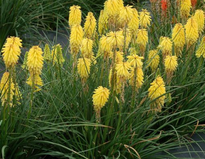 Torță "Ministrul Verschuur