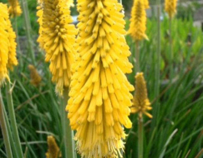 Torță "Ministrul Verschuur