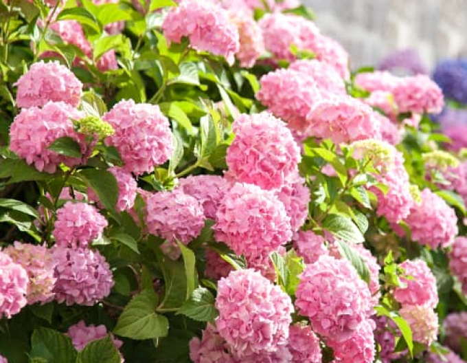 Hydrangea macrophylla Bouquet Rose