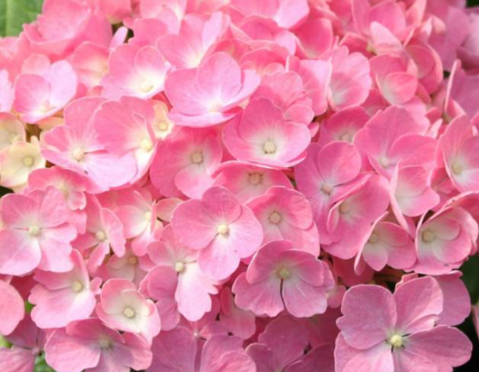 Hydrangea macrophylla Bouquet Rose
