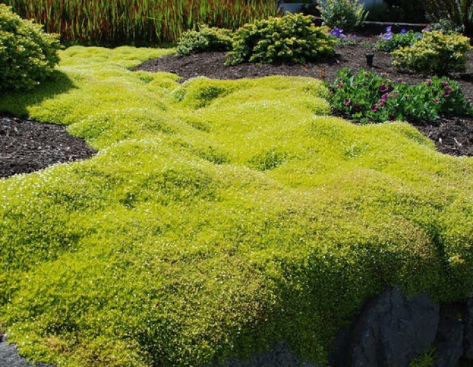 Mușchi scoțian ´Supreme´