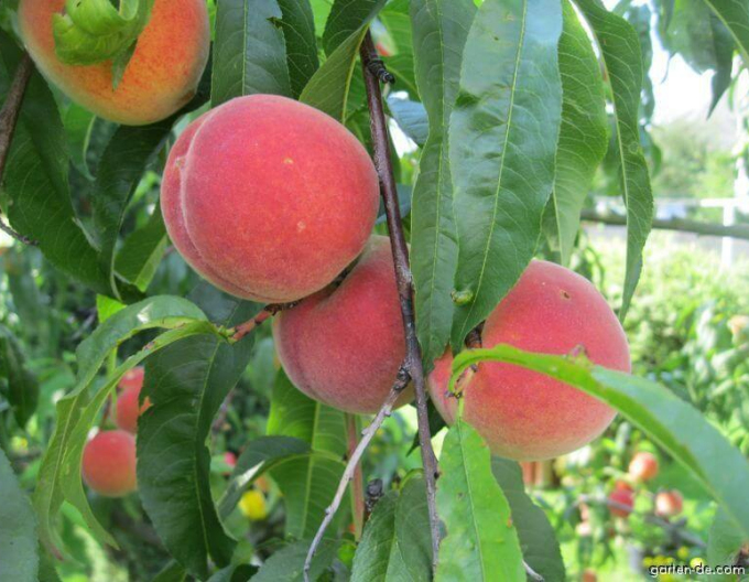 Piersic ´Champion´ mediu timpuriu, portaltoi. GF677, liber.