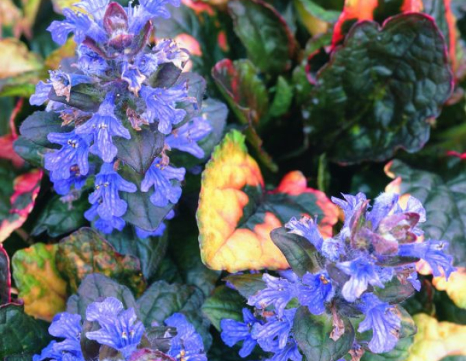 Creeperul curcubeului ´Rainbow´