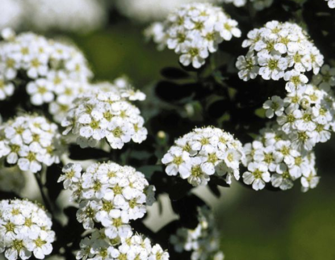 Spirea japonica ´Snowmound´