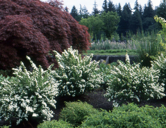 Spirea japonica ´Snowmound´