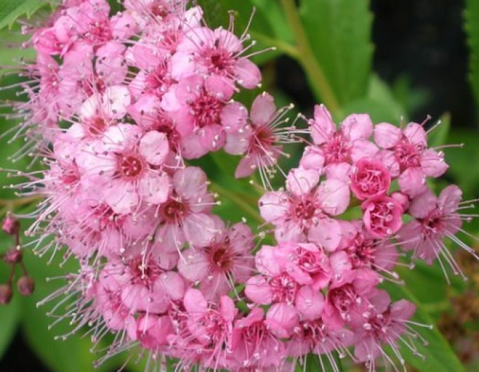 Spirea bumalda  Atrorosea