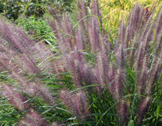 Pennisetum alopecuroides (iarbă-fântână) Red Head