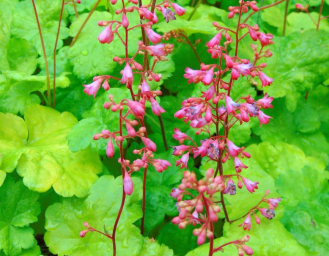 Heuchera ´Little Cutie Sweet Tart´