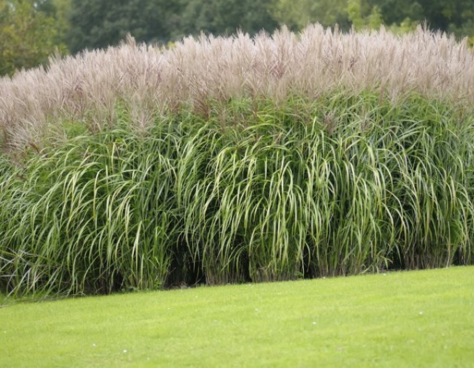 Miscanthus sinensis  Kleine Silberspinne