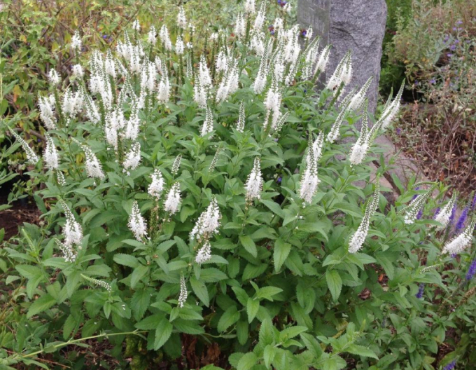 Veronica spicata ´Icicle´