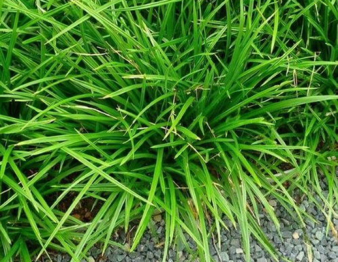Carex morrowii ´Irish Green´