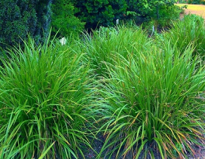 Carex morrowii ´Irish Green´