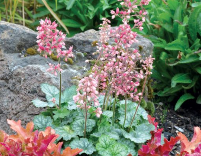 Heuchera ´Mieluță de mentă´