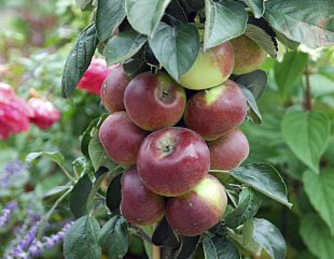 Măr columnar ´Cumulus´ iarnă, portaltoi MM106, ghiveci 5L