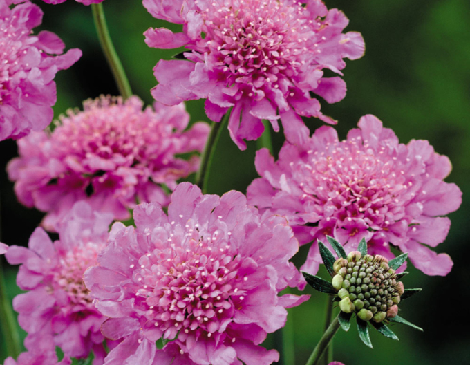 Scabiosa ´Pink Diamant´
