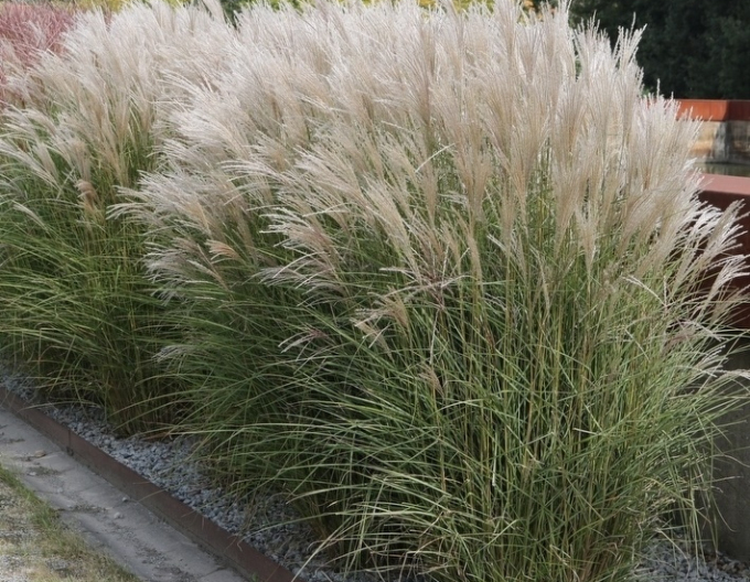 Miscanthus sinensis  Kleine Silberspinne