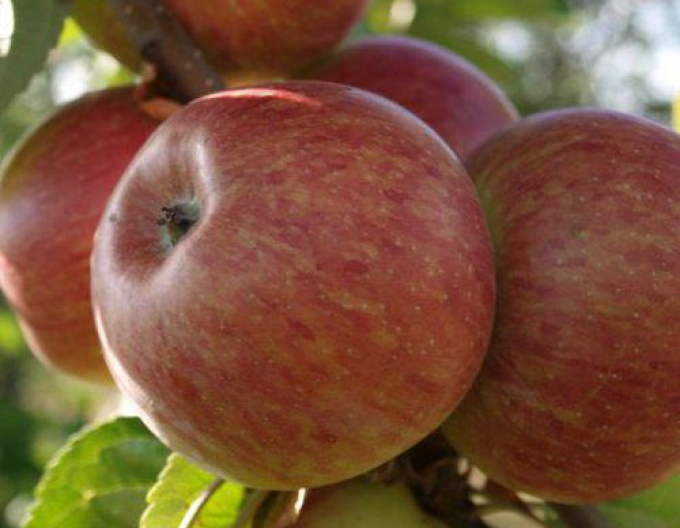 Măr columnar ´Herald´ iarnă, portaltoi MM106, ghiveci  2L