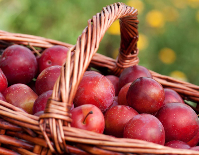 Mirabella columnaris ´Ruby´ cont. 2l