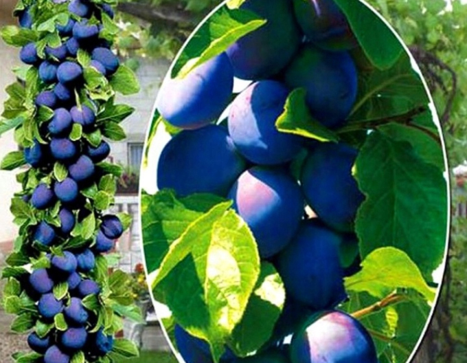 Prun columnar ´Fruca´, sub. Myrobalan, agățat liber.