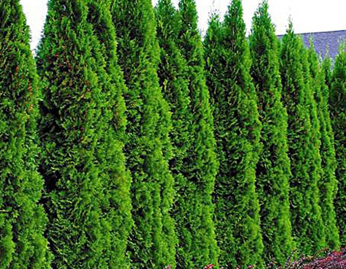 Thuja Emerald 150cm