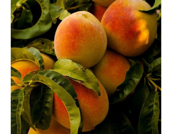 Piersic ´Champion´ mediu timpuriu, portaltoi. GF677, liber.