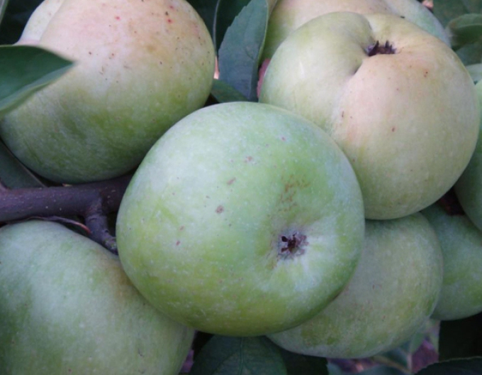 Măr Transparente de Croncels, portaltoi M9, rădăcină liberă