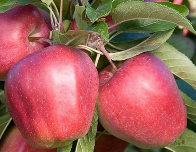 Măr ´Gloster´ iarnă, portaltoi M9, rădăcină liberă