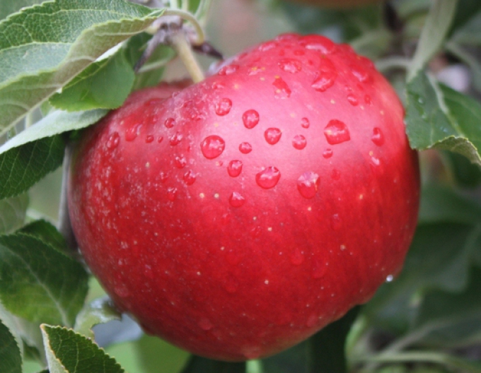 Măr ´Idared´ iarnă, portaltoi M9, rădăcină liberă