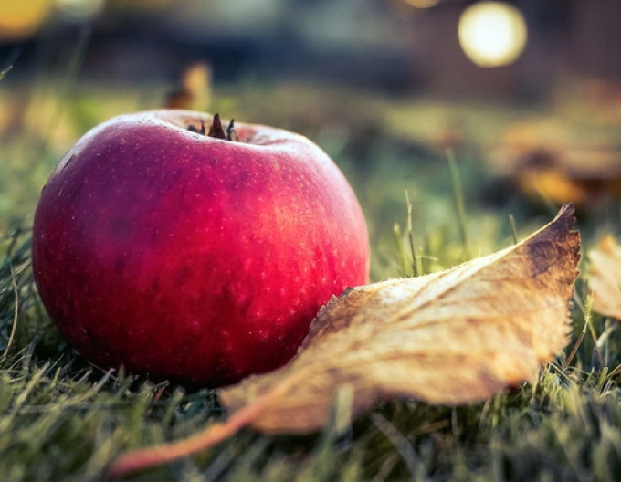 Măr ´Florina´ iarnă portaltoi M9, rădăcină liberă