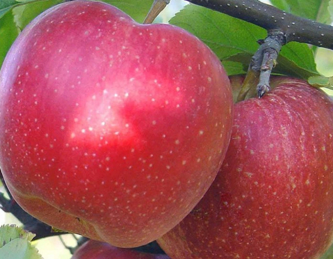 Măr "Topaz" iarnă, portaltoi MM106, rădăcină liberă