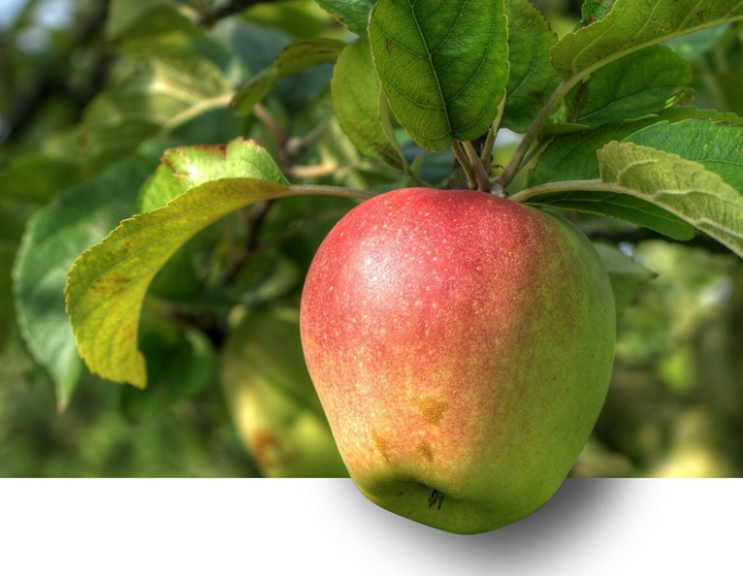 Măr Pinova iarnă, portaltoi MM106, rădăcină liberă