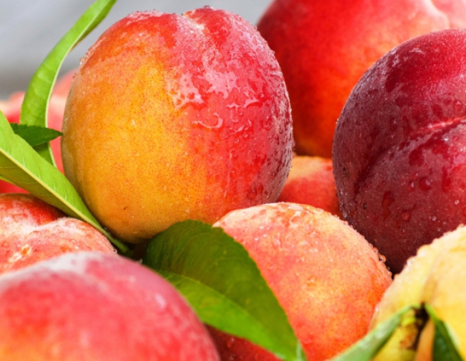 Piersic "Cresthaven" târziu, subn. ISHTARA, cu alergare liberă.