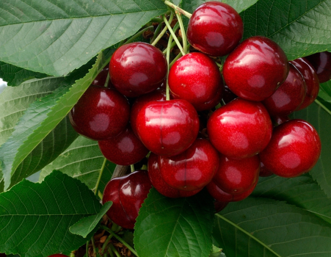 Cireș "Lapins" semitimpurie, portaltoi Mahalebka, rădăcină liberă