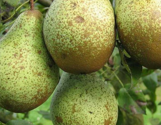 Par ‘Conferință’, toamnă, portaltoi Păr sălbatic, rădăcină liberă