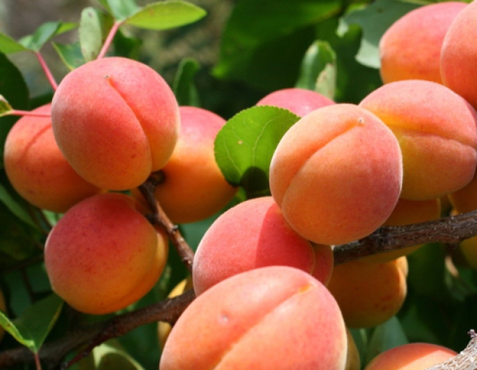 Caise "Vesna" timpurie, sub. Myrobalan, liber.