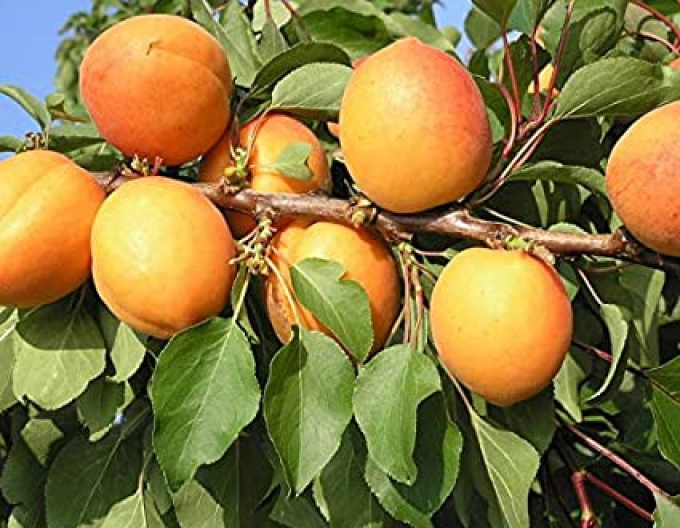 Caise ´Compacta´ lemn semidur, sub. Myrobalan, rădăcină liberă.