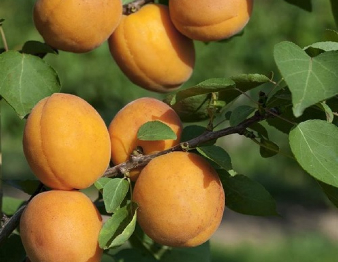 Caise ´Compacta´ lemn semidur, sub. Myrobalan, rădăcină liberă.