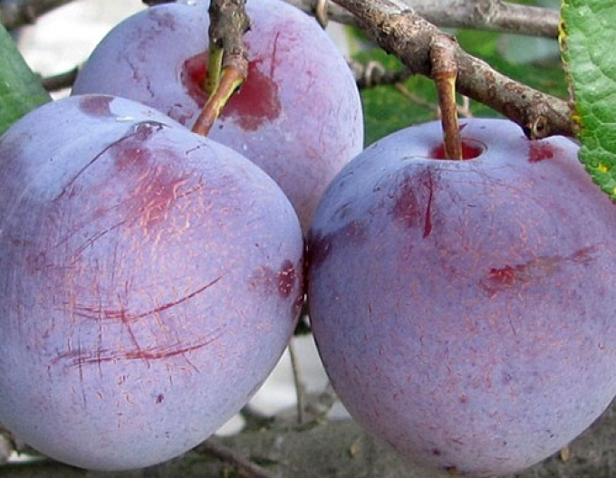 Ringlot "Althan", sub. Ringlet verde, cu viață liberă.
