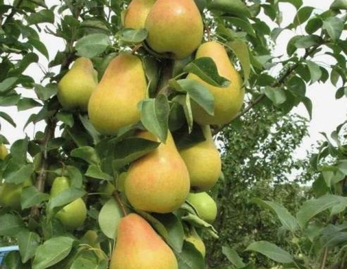 Pere coloană "Saphira", sub. Dula, cont. 5l