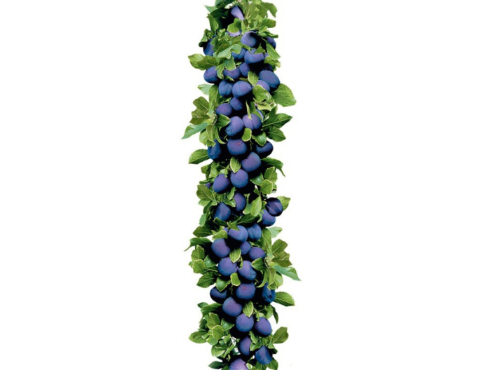 Prun columnar ´Imperial´, sub. Myrobalan, cont. 5l