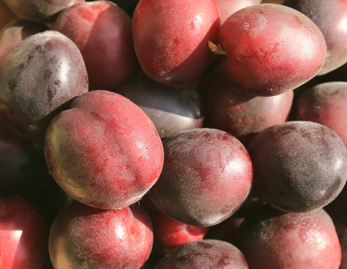 Caise-plum ´Columnare´, sub. Myrobalan, cont. 5l