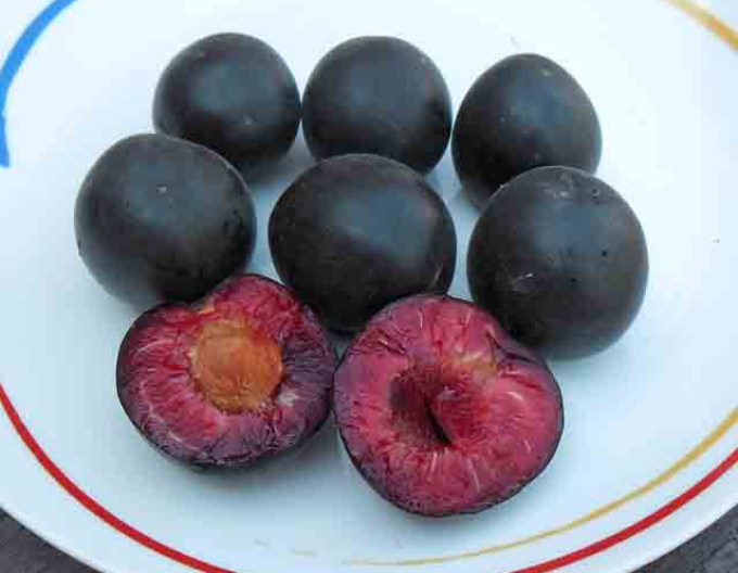 Caise-plum ´Columnare´, sub. Myrobalan, cont. 5l