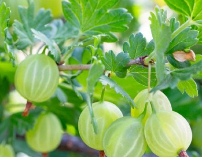 Coacăze ´Hinnonmaki Green´, 2l