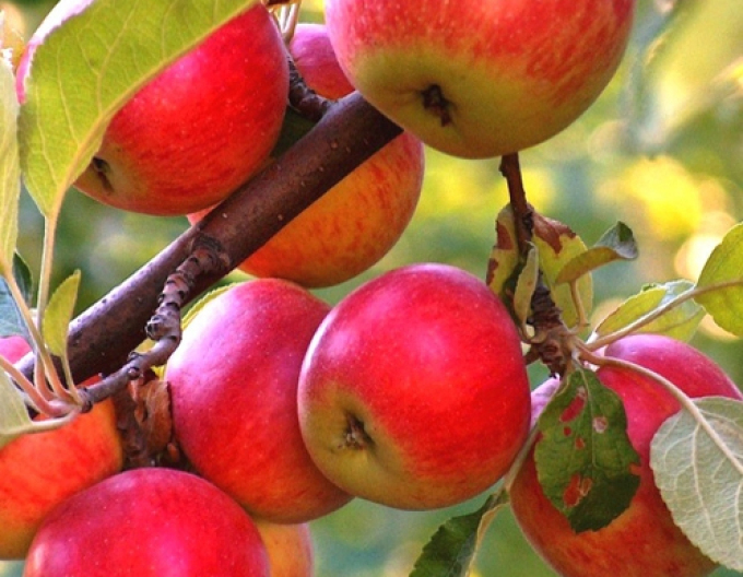 Măr ´Rubinola´ iarnă, subn. MM106, liber.